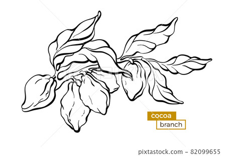cocoa_branch_2.eps cocoa_branch_2.eps 82099655
