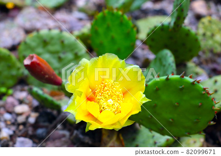 A flowering yellow flower on a cactus close-up. 82099671