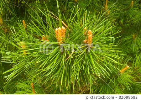 View of a young green branch of pine or spruce in the park. View of a young green branch of pine or spruce in the park. 82099682