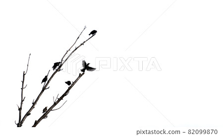 Starlings over the dead tree branch against white background Starlings over the dead tree branch against white background 82099870