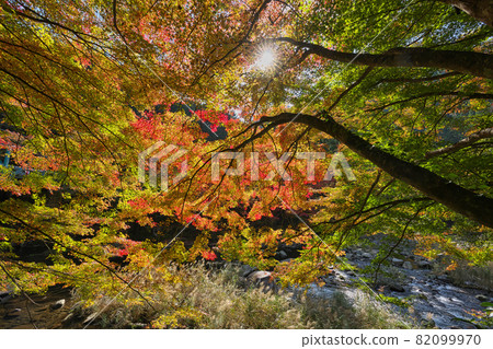 《Okayama Prefecture》 Autumn leaves, scenery of Okutsu valley [November] 82099970
