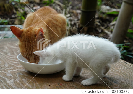 可愛的純白小貓和 Ikumen 茶虎斑 可愛的純白小貓和 Ikumen 茶虎斑 82100822