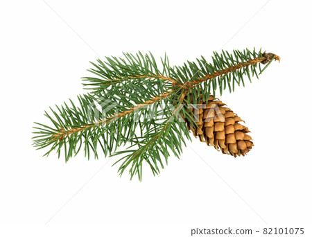 Spruce branch with cones. 82101075