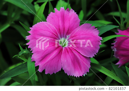 Delicate petals on a pink Dianthus flower Delicate petals on a pink Dianthus flower 82101837