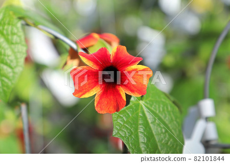 Yellow and orange blossoms on a Black Eyed Susan Vine 82101844