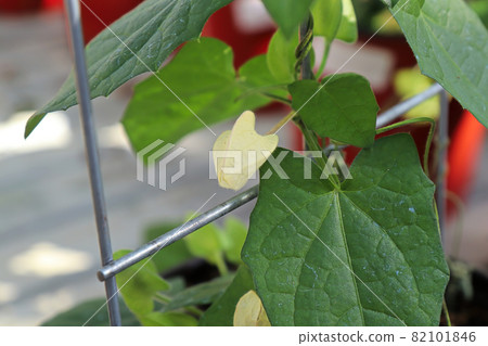 Closeup of a closed bud on a Thunbergia flower 82101846