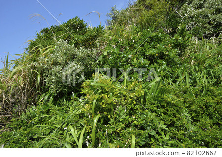 新鮮的綠色沿海樹木和藍天 沿海樹木和藍天 新鮮的綠色沿海樹木和藍天 沿海樹木和藍天 82102662