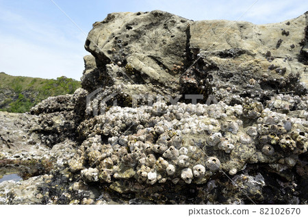 Rocky creatures Kurofujitsubo Capitulum mitella wide Rocky creatures Kurofujitsubo Capitulum mitella wide 82102670