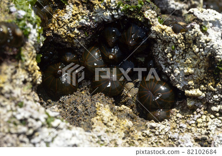 White-tailed sea anemone White-tailed sea anemone 82102684