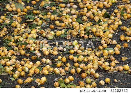 颱風過後，黃銀杏散落在路上 82102885