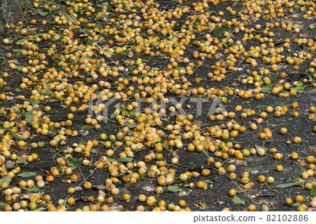 颱風過後，黃銀杏散落在路上 82102886