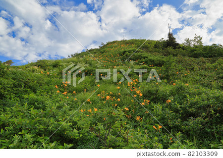 Flower garden in Oehikawa course of Naeba mountain Flower garden in Oehikawa course of Naeba mountain 82103309