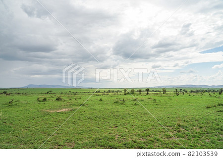 Landscape of Masai Mara National Reserve Landscape of Masai Mara National Reserve 82103539