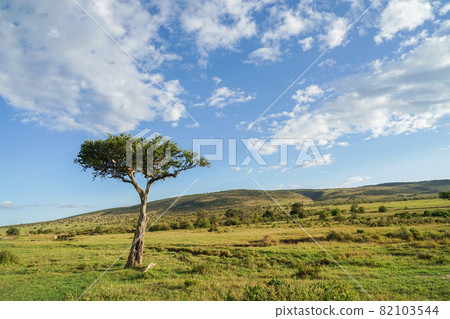 馬賽馬拉國家保護區景觀 82103544