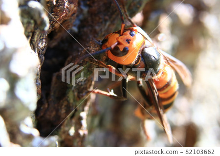 大虎頭蜂 大虎頭蜂 82103662