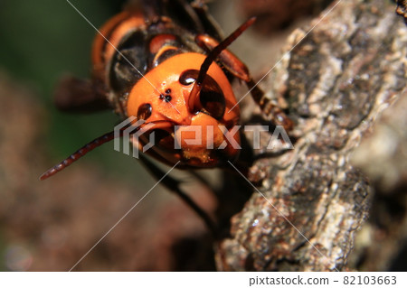 大虎頭蜂 82103663