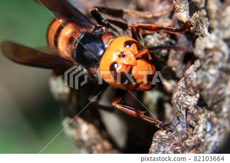 大虎頭蜂 大虎頭蜂 82103664