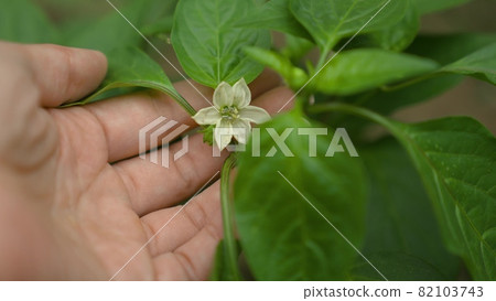 hand touches white flower, sweet pepper, agronomist monitors results growth, gardener in greenhouse takes care of vegetable crops, food business, agriculture, care for seedlings in vegetable garden 82103743