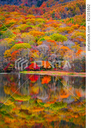 Togakushi / Kagamiike (Autumn) 82103802