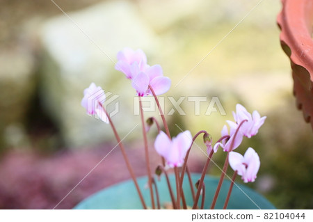 Cyclamen Flower Hedeliforium Cyclamen Flower Hedeliforium 82104044