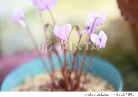 仙客來花常春藤 仙客來花常春藤 82104045