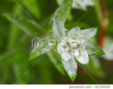 Mineus Yukisou blooming in Oze and Mt. Shibutsu 82104095