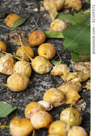 Yellow ginkgo nuts scattered on the road after a typhoon 82104372