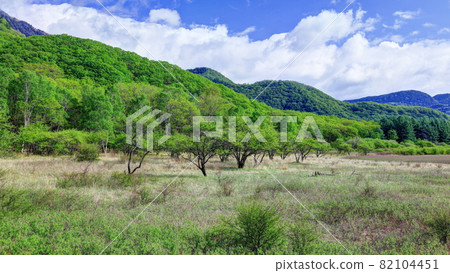 Fresh green Odashiro 82104451