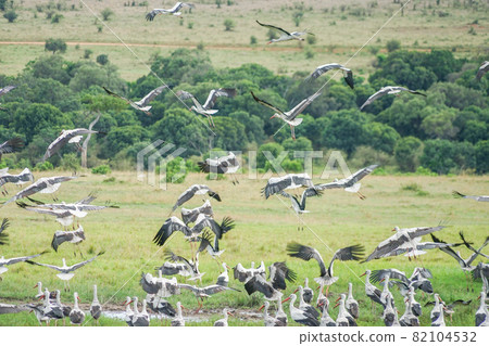 A flock of white storks A flock of white storks 82104532
