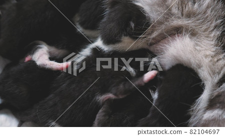 Happy mother cat feeds newborn little kittens with breast milk, balanced healthy nutrition and breast lactation, Scottish fold pet breed, babies eat and drink 82104697