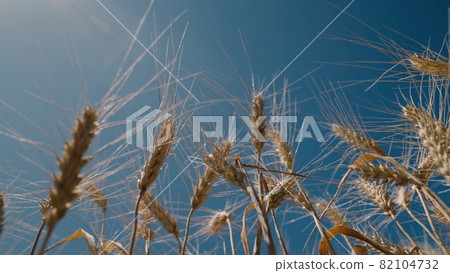 Farming wheat field in the sun against the sky, agriculture, ripe rye in the fields, harvesting cereal crops, making flour and bread production, concept, wheat seed, grain in daylight glare. Farming wheat field in the sun against the sky, agriculture, ripe rye in the fields, harvesting cereal crops, making flour and bread production, concept, wheat seed, grain in daylight glare. 82104732