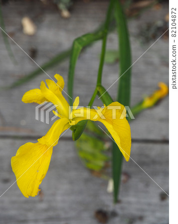 Yellow iris blooming in Oze / Oshimizu Marsh Yellow iris blooming in Oze / Oshimizu Marsh 82104872