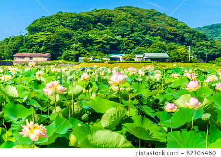 Karako Lotus Gardens [長崎縣諫早市] 82105460