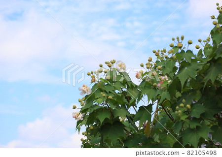 Swiftfish花 82105498