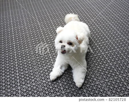 Dog Multiwa 82105728