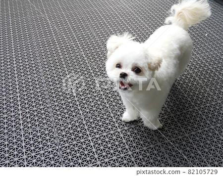 Dog Multiwa Dog Multiwa 82105729