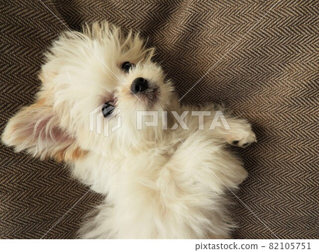 Dog Multiwa Dog Multiwa 82105751
