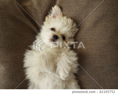 Dog Multiwa Dog Multiwa 82105752