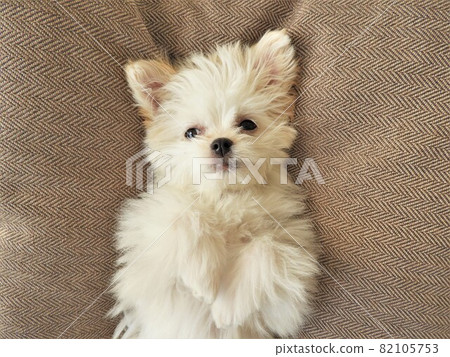 Dog Multiwa Dog Multiwa 82105753