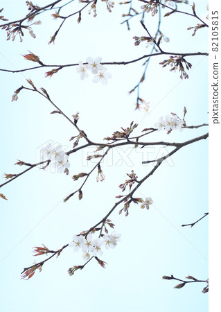 因春天的天氣而開始盛開的山櫻花 因春天的天氣而開始盛開的山櫻花 82105815