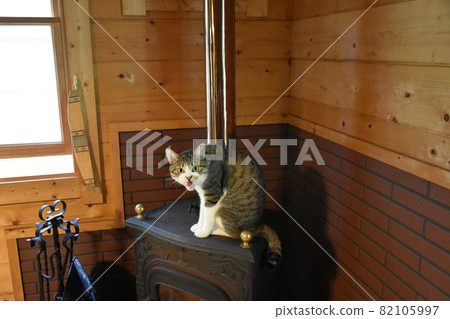 Sabatra kitten living in a university village villa log house Sabatra kitten living in a university village villa log house 82105997