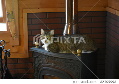 Sabatra kitten living in a university village villa log house Sabatra kitten living in a university village villa log house 82105998