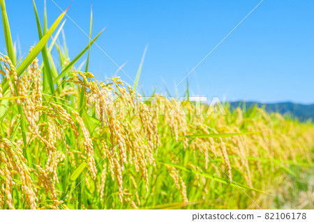 Autumn rice Autumn rice 82106178