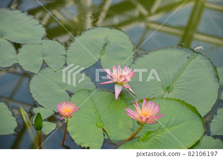 金代植物園 82106197