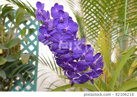 金代植物園 82106218