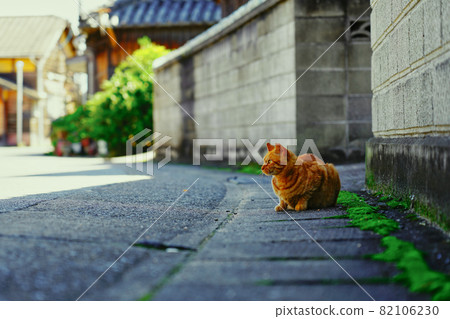 住宅區貓 住宅區貓 82106230