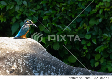 Ruri-colored popular kingfisher 82106335