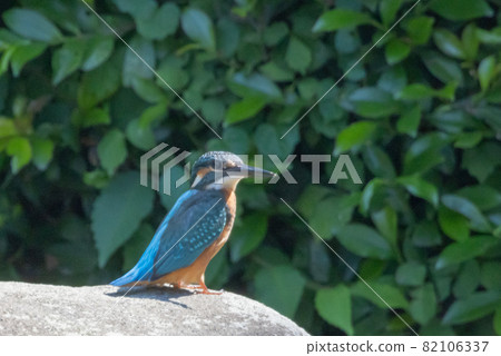 Ruri-colored popular kingfisher Ruri-colored popular kingfisher 82106337