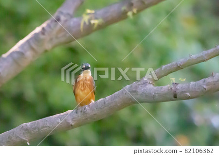 Ruri-colored popular kingfisher Ruri-colored popular kingfisher 82106362