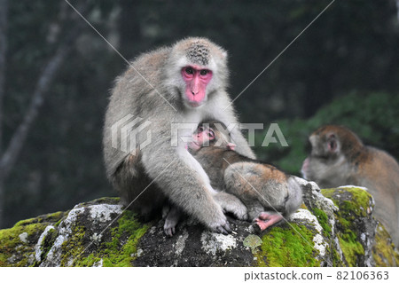 Monkey parent and child, a paradise full of nature, Sasagamine Plateau 82106363
